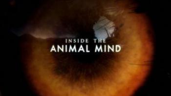 Животный интеллект (1-3 серии из 3) / BBC. Inside The Animal Mind DUB