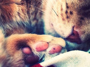 Обои для рабочего стола - Коты / Cats Wallpapers (часть 1)