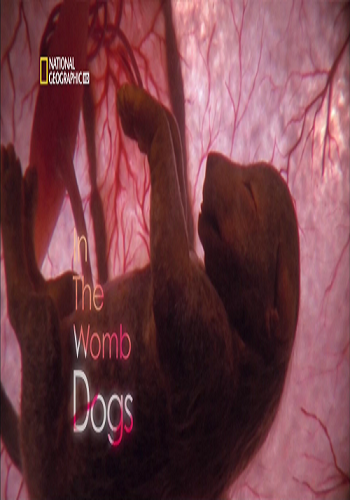National Geographic: Жизнь до рождения. Собаки / Life before birth. In the womb dogs. VO