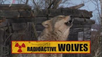 Радиоактивные волки Чернобыля / Radioactive WOLVES
