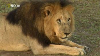 Африка крупным планом: Призраки Серенгети / Ultimate Africa: Shadows Of The Serengeti VO