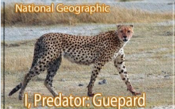 Суперхищники: Гепард / Predator: Gepard