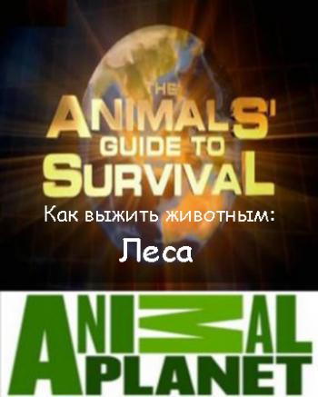 Animal Planet. Как выжить животным (1 из 7) : Леса / The Animals' guide to Survival