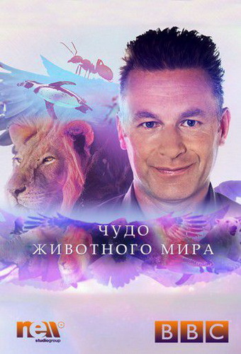BBC Four. Чудо животного мира (1 - 4 серии из 6) / BBC Four. Wonder of Animals VO