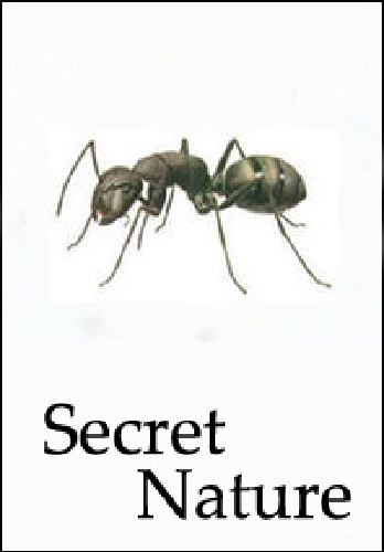 Тайны природы. Планета муравьев / Secret Nature. Planet of the Ants VO