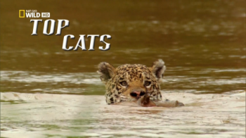 Лучшие кошки / В мире больших кошек / NAT GEO WILD. Top Cats DUB