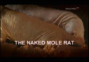 Голые землекопы / The naked mole rat VO