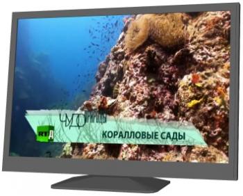 Коралловые сады