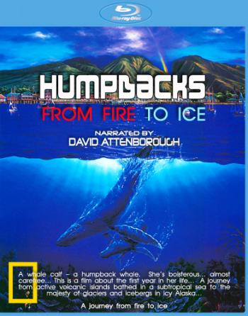 Горбатые киты. Из огня в лёд / Humpbacks. From Fire to Ice VO