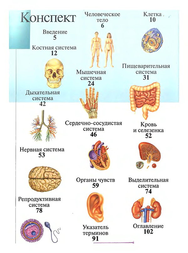 Организм конспект. Конспект по анатомии человека. Атлас по анатомии ткани человеческого организма. Конспект по анатомии человека 1 курс. Надольский атлас человека.