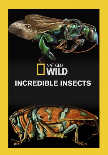 Удивительные насекомые / NAT GEO WILD. Incredible Insects VO