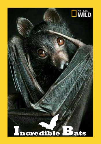Удивительные летучие мыши / Incredible Bats VO