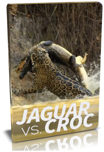 Ягуары против крокодилов / NAT GEO WILD. Jaguar vs. Croc VO
